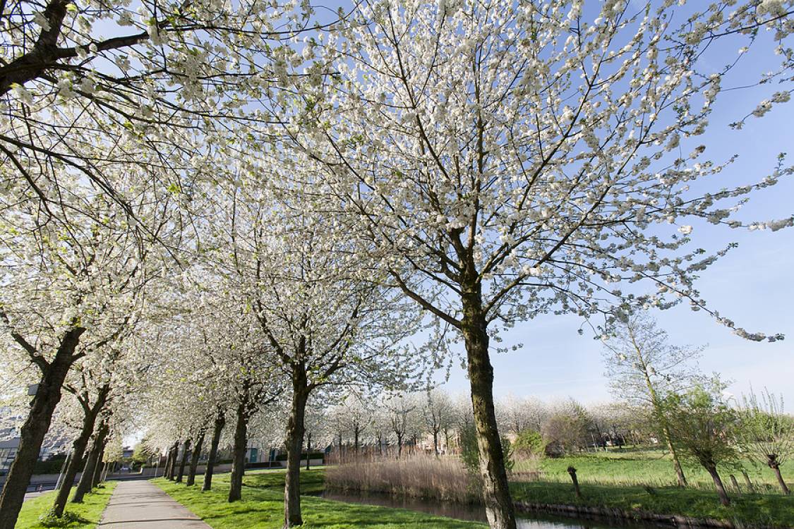 Wonen in Prinsenland